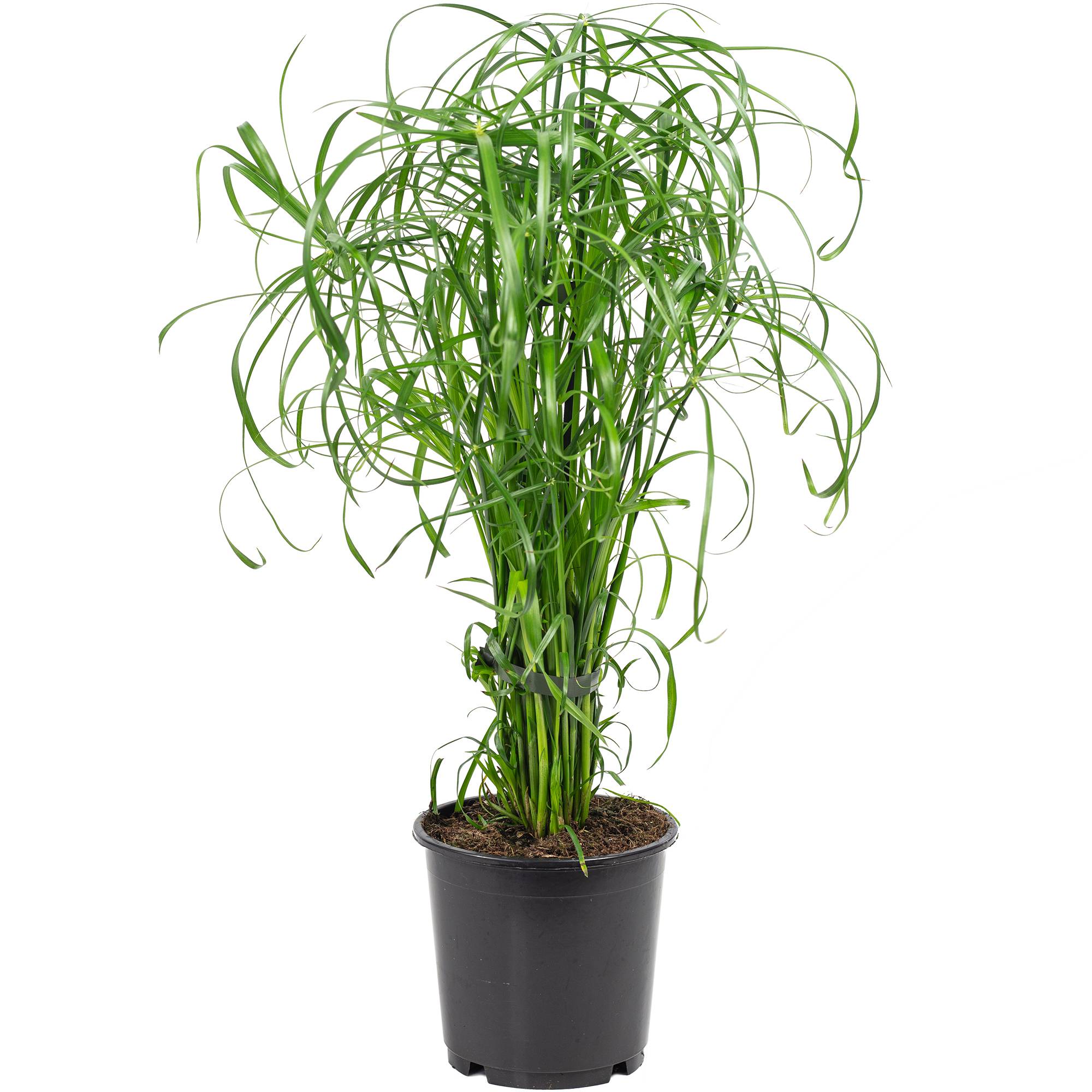 Papyrus alternifolié - plante d'intérieur facile d'entretien, Cyperus alternifolius - hauteur env. 60 cm, pot-Ø 14 cm - Image 1