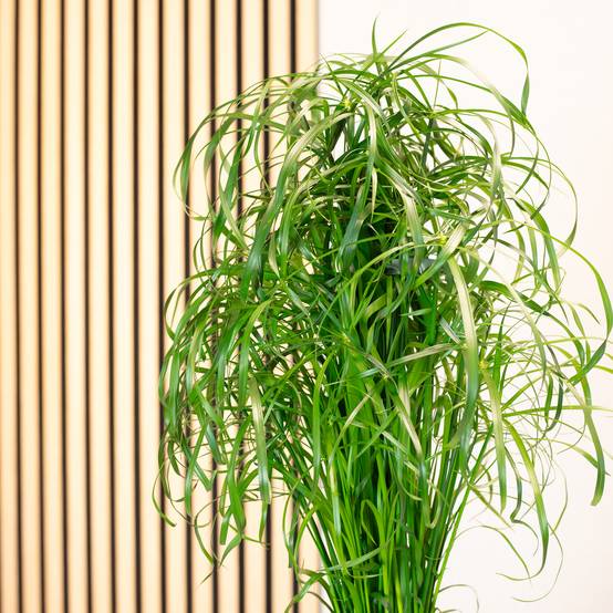 Papyrus alternifolié - plante d'intérieur facile d'entretien, Cyperus alternifolius - hauteur env. 60 cm, pot-Ø 14 cm - Image 3