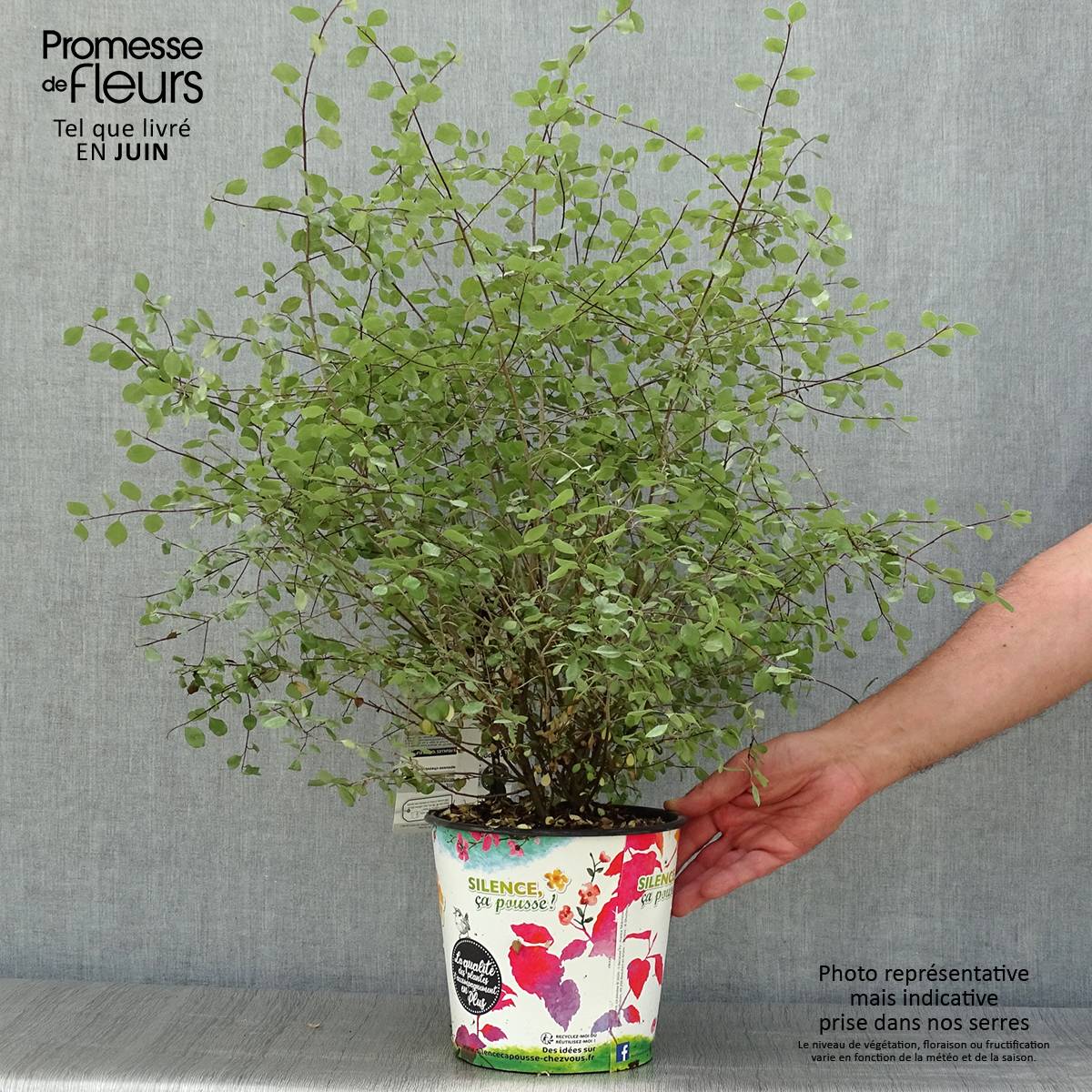 Pittosporum tenuifolium Green Elf Pot de 4L/5L - Image 2