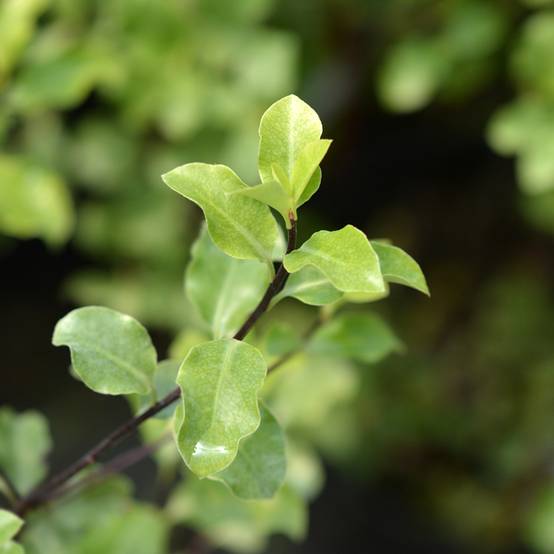 Pittosporum tenuifolium Green Elf Pot de 4L/5L - Image 1