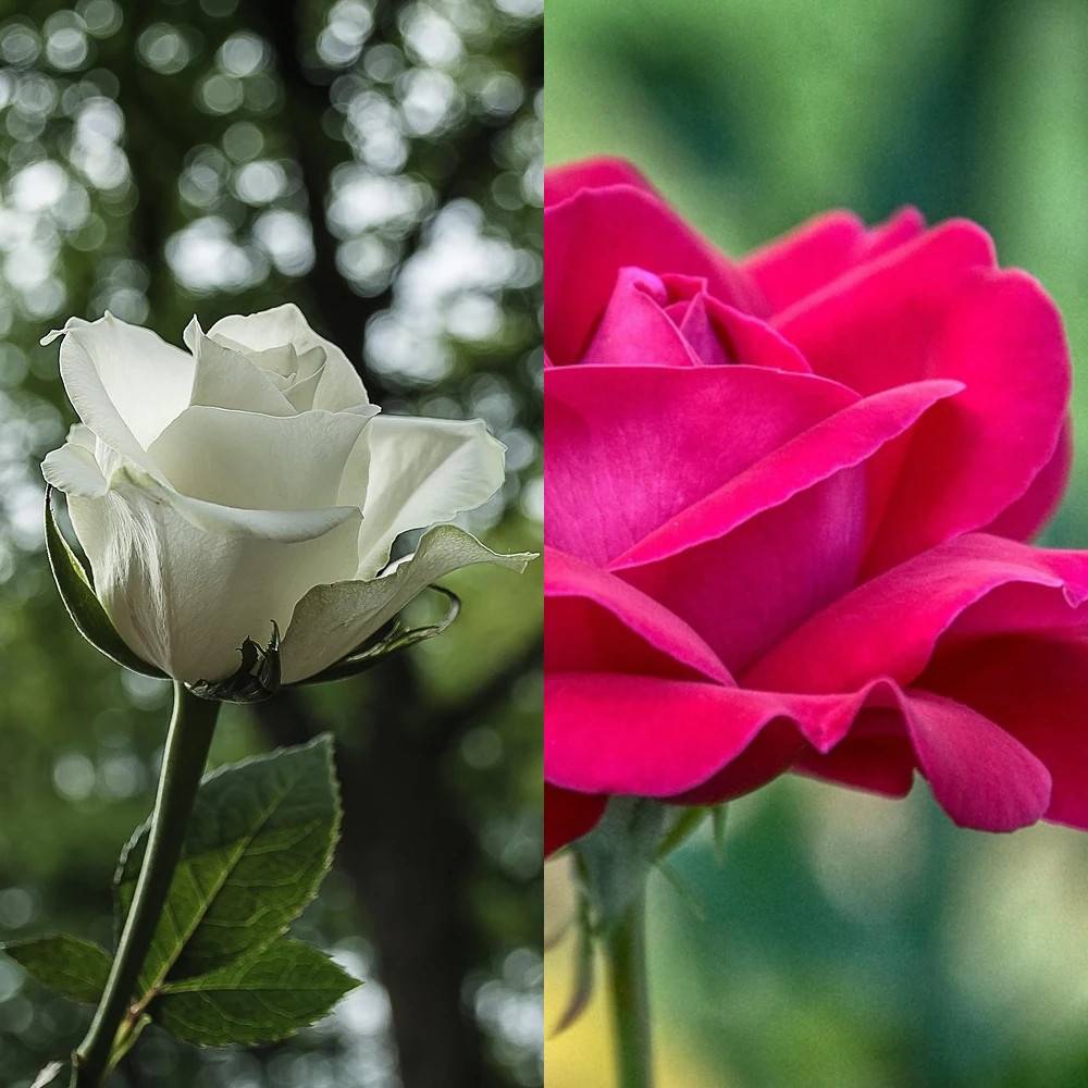 Rosier arbustif Duo Acapela® & Annapurna® à fleurs Rose - feuillage Caduc - Pot de 7,5L - 40/60 cm-  hauteur à maturité De 1,00 m à 1,50 m