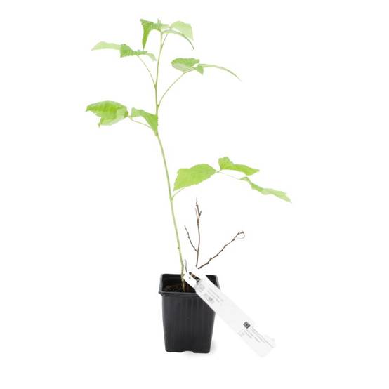 Framboisier 'Fallgold' BIO (Rubus idaeus 'Fallgold') - Godet 9cm - Pépinières Naudet - Image 3