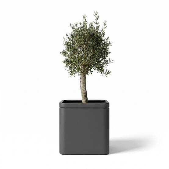 Lot olivier + pot infinity square 60x60cm anthracite, pot de grande taille fait main en acier inoxydable - Image 1
