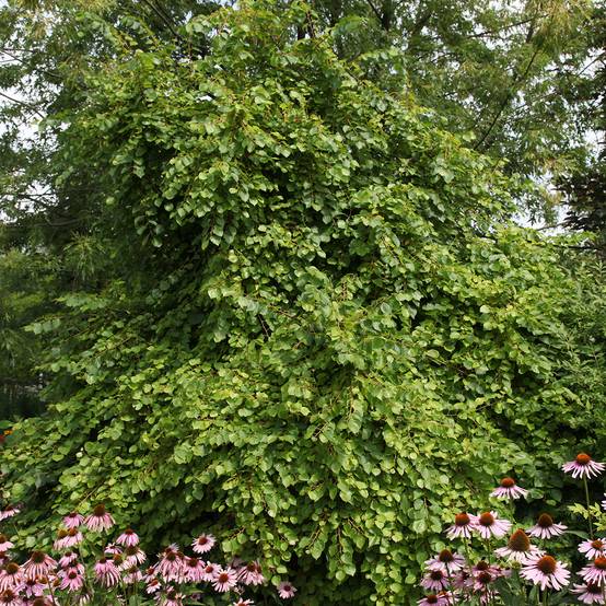 Promesse de Fleurs - Tilia cordata Pevé Kronenberg - Tilleul à petites feuilles Pot de 7,5L/10L, Tige
