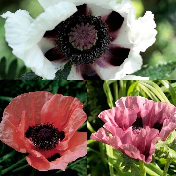 Promesse de Fleurs - Collection 3 pavots d'Orient Victoria Louise, Perry's White, Patty's Plum - Collection de 3 plantes