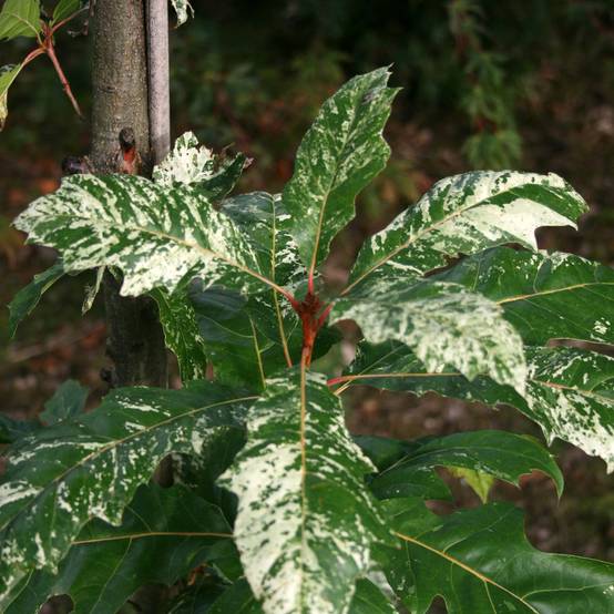 Promesse de Fleurs - Quercus rubra Wolfsdonk's Pride - Chêne rouge d'Amérique Pot de 7,5L/10L, Tige