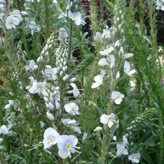 Veronica gentianoides - Véronique du Caucase Godet de 8/9 cm