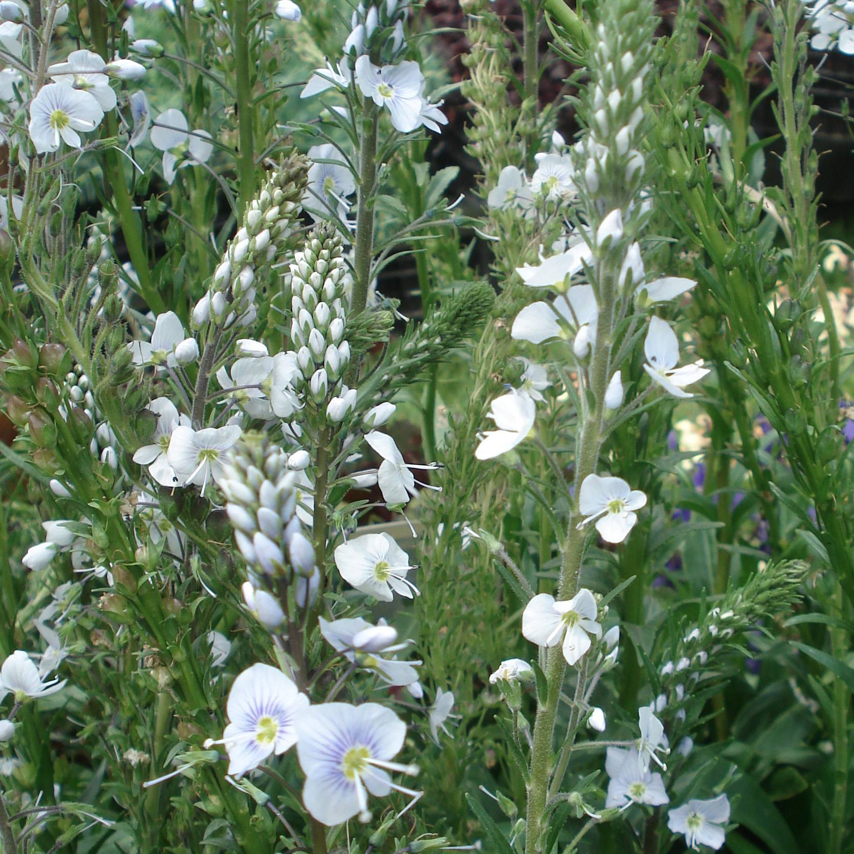Veronica gentianoides - Véronique du Caucase Godet de 8/9 cm