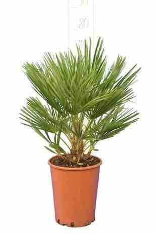 0 - Chamaerops humilis (palmier doum)  Pot de 250L 200/250cm - Image 3