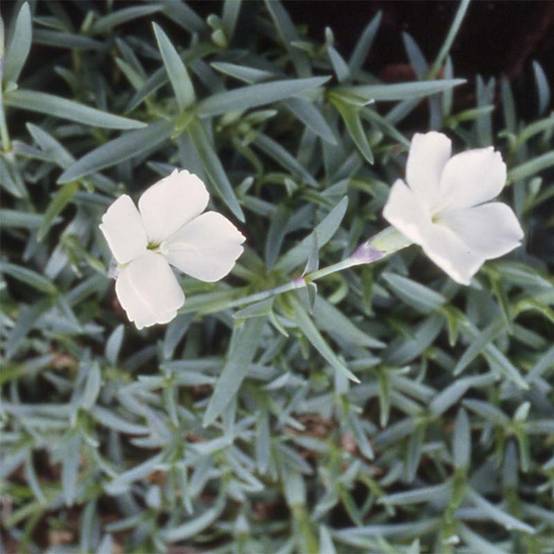 Promesse de Fleurs - Dianthus La Bourboule Alba - Oeillet Godet de 8/9 cm