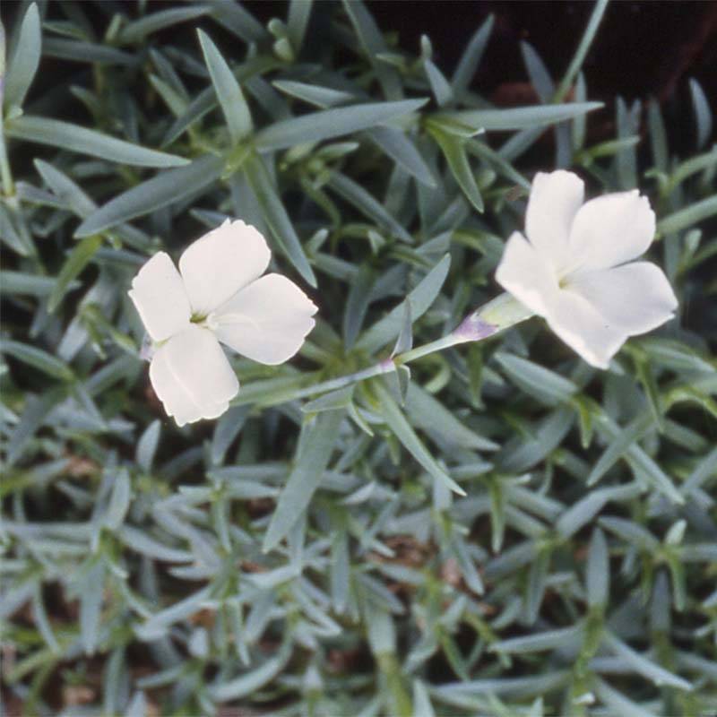 Promesse de Fleurs - Dianthus La Bourboule Alba - Oeillet Godet de 8/9 cm