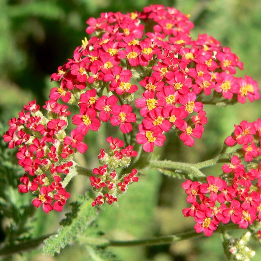 Promesse de Fleurs - Achillée millefolium The Beacon (Fanal) Godet de 8/9 cm
