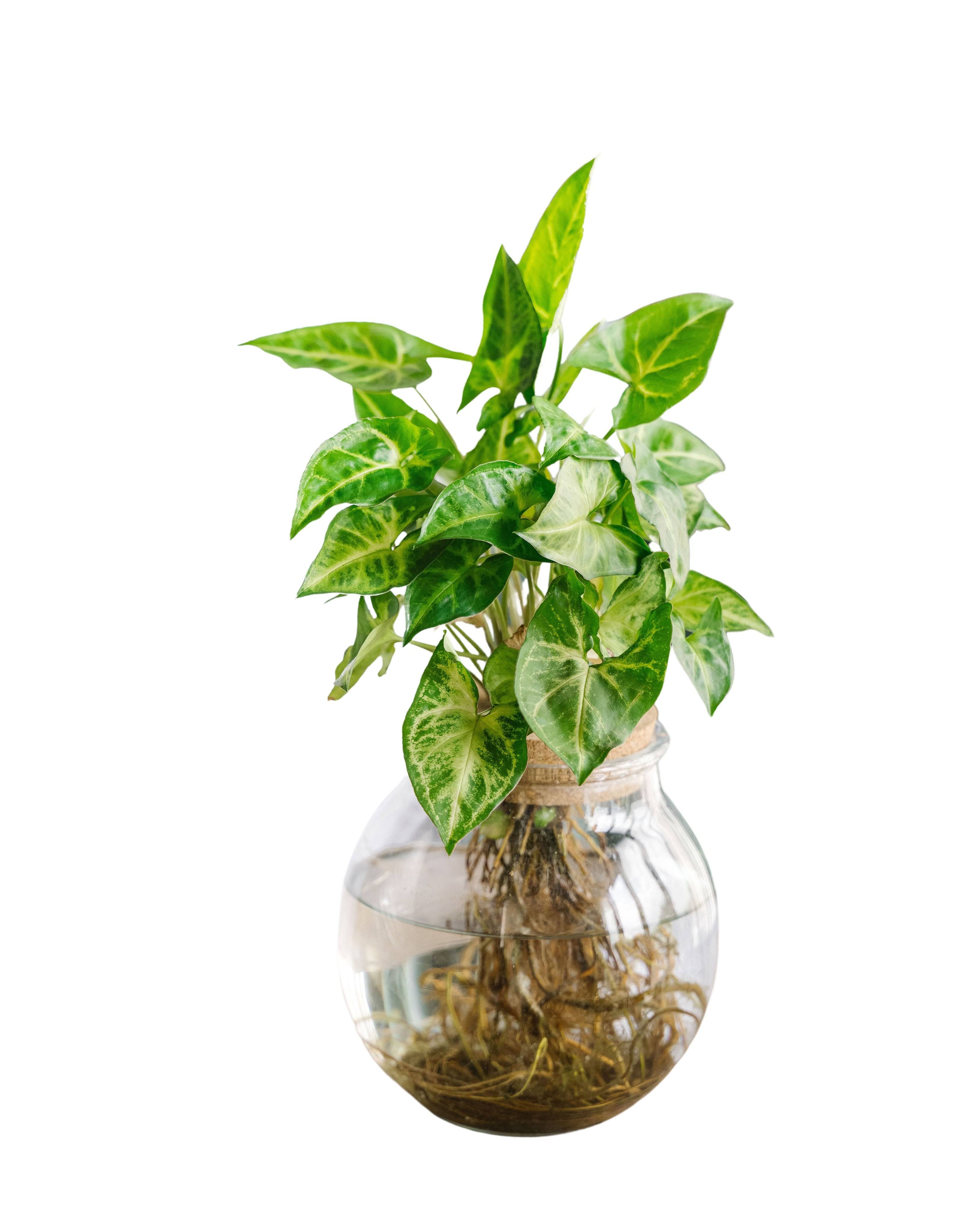 Syngonium Pixie en hydroculture 30cm - Plante d'intérieur- La Green Touch - Image 1