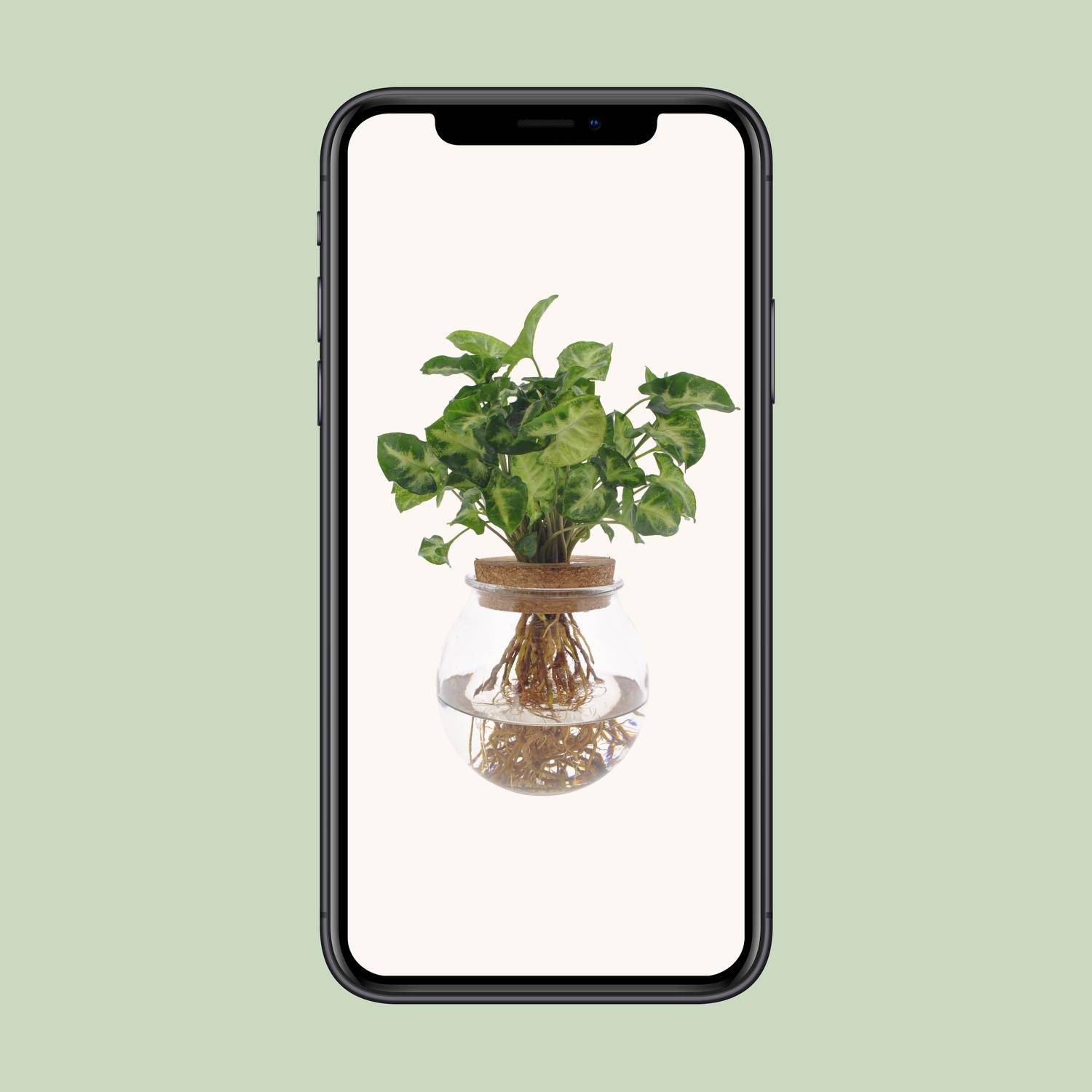La Green Touch - Syngonium Pixie en hydroculture 30cm - Plante d'intérieur- La Green Touch - Image 4