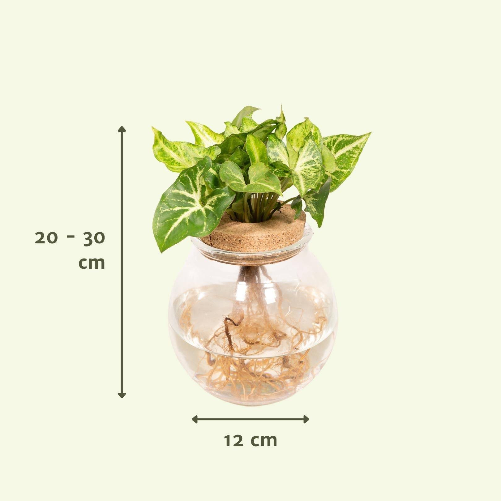 Syngonium Pixie en hydroculture 30cm - Plante d'intérieur- La Green Touch - Image 3