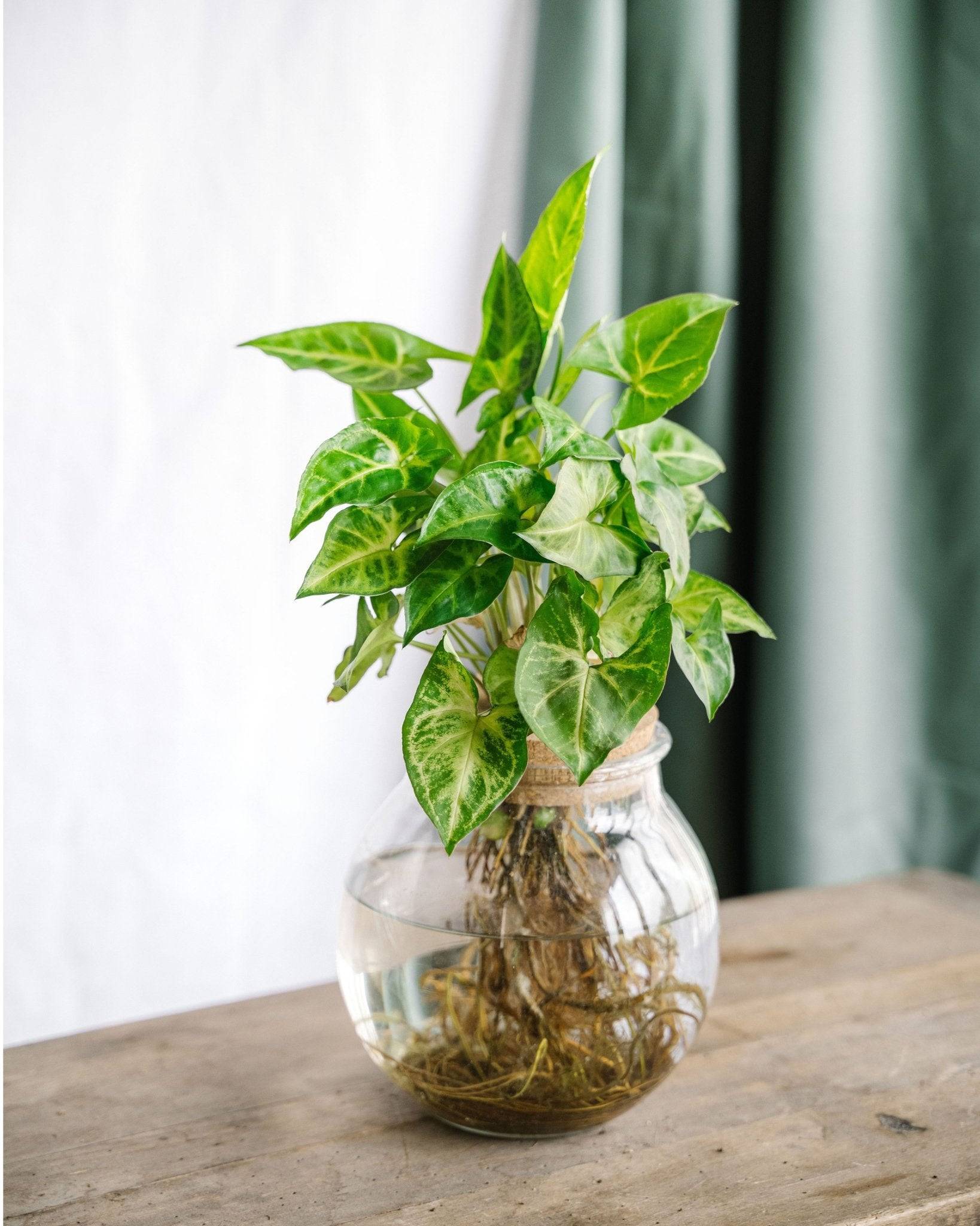 Syngonium Pixie en hydroculture 30cm - Plante d'intérieur- La Green Touch - Image 2