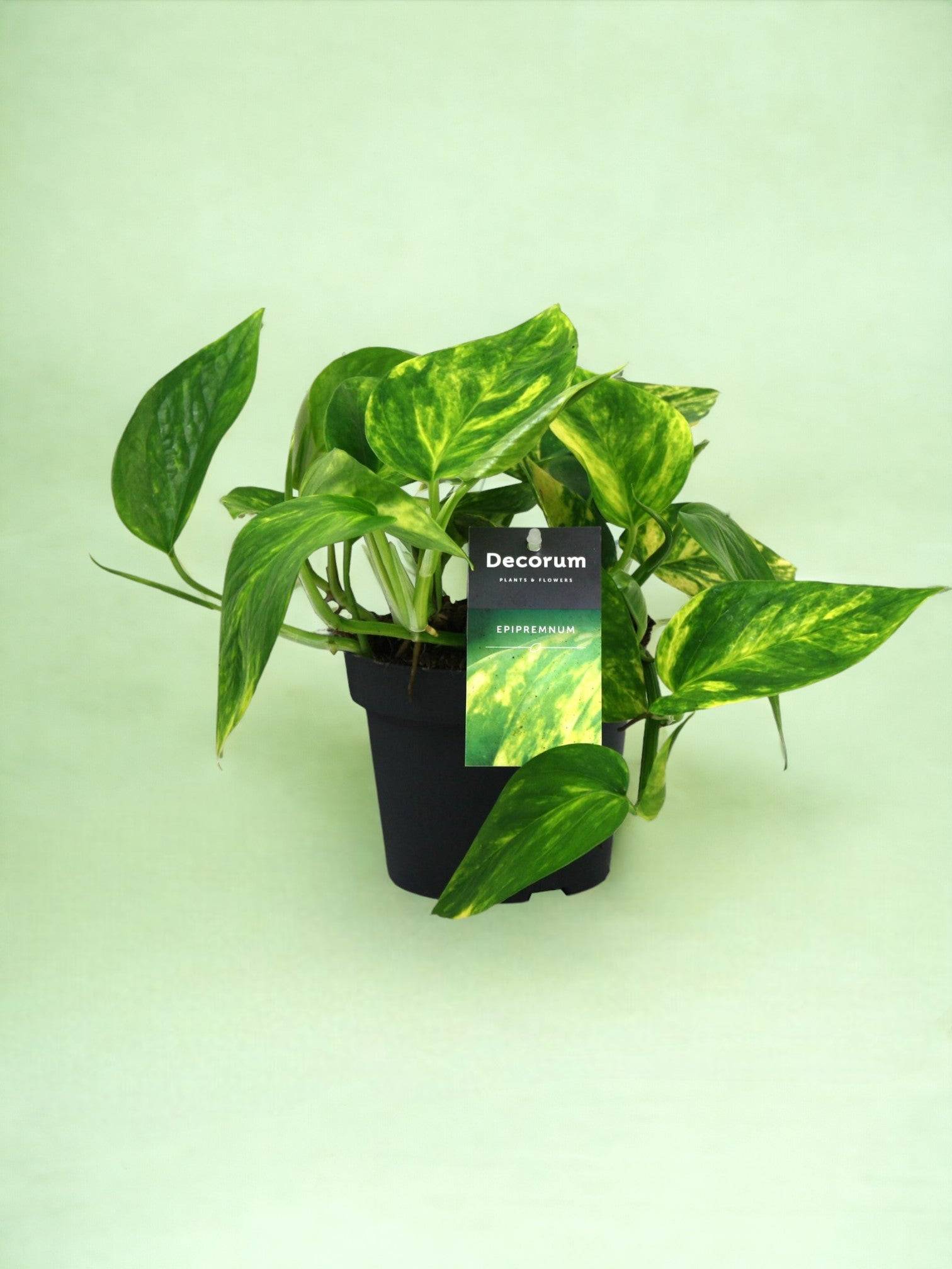 La Green Touch - Pothos Golden 20cm - Plante d'intérieur- La Green Touch - Image 2