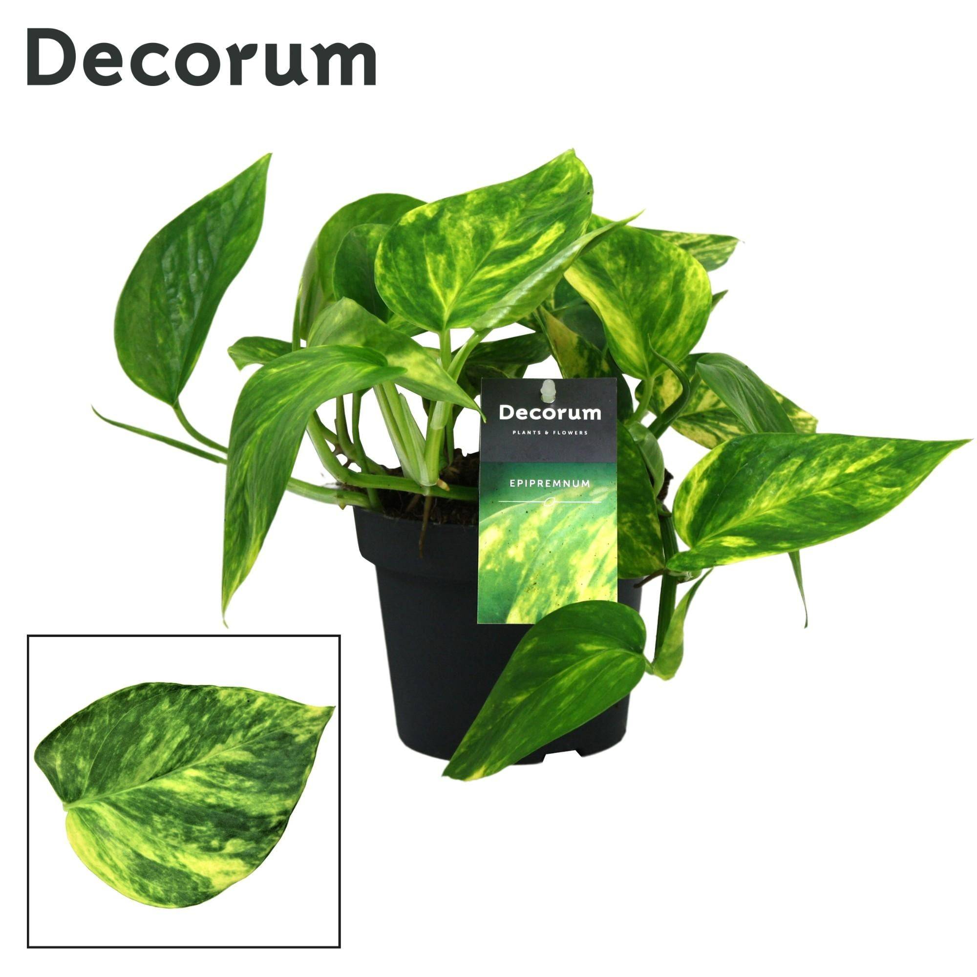 La Green Touch - Pothos Golden 20cm - Plante d'intérieur- La Green Touch - Image 3