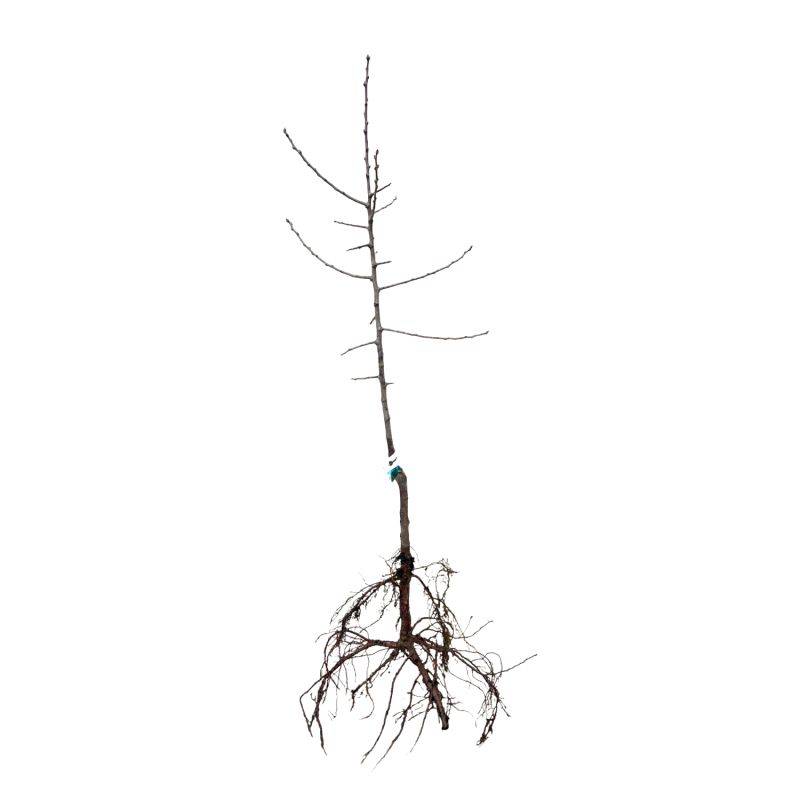 Prunier 'd'Ente' (Prunus domestica 'd'Ente') - Scion de 100 à 150cm - Pépinières Naudet - Image 2