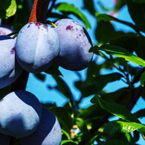 Prunier 'd'Ente' (Prunus domestica 'd'Ente') - Scion de 100 à 150cm - Pépinières Naudet - Image 1