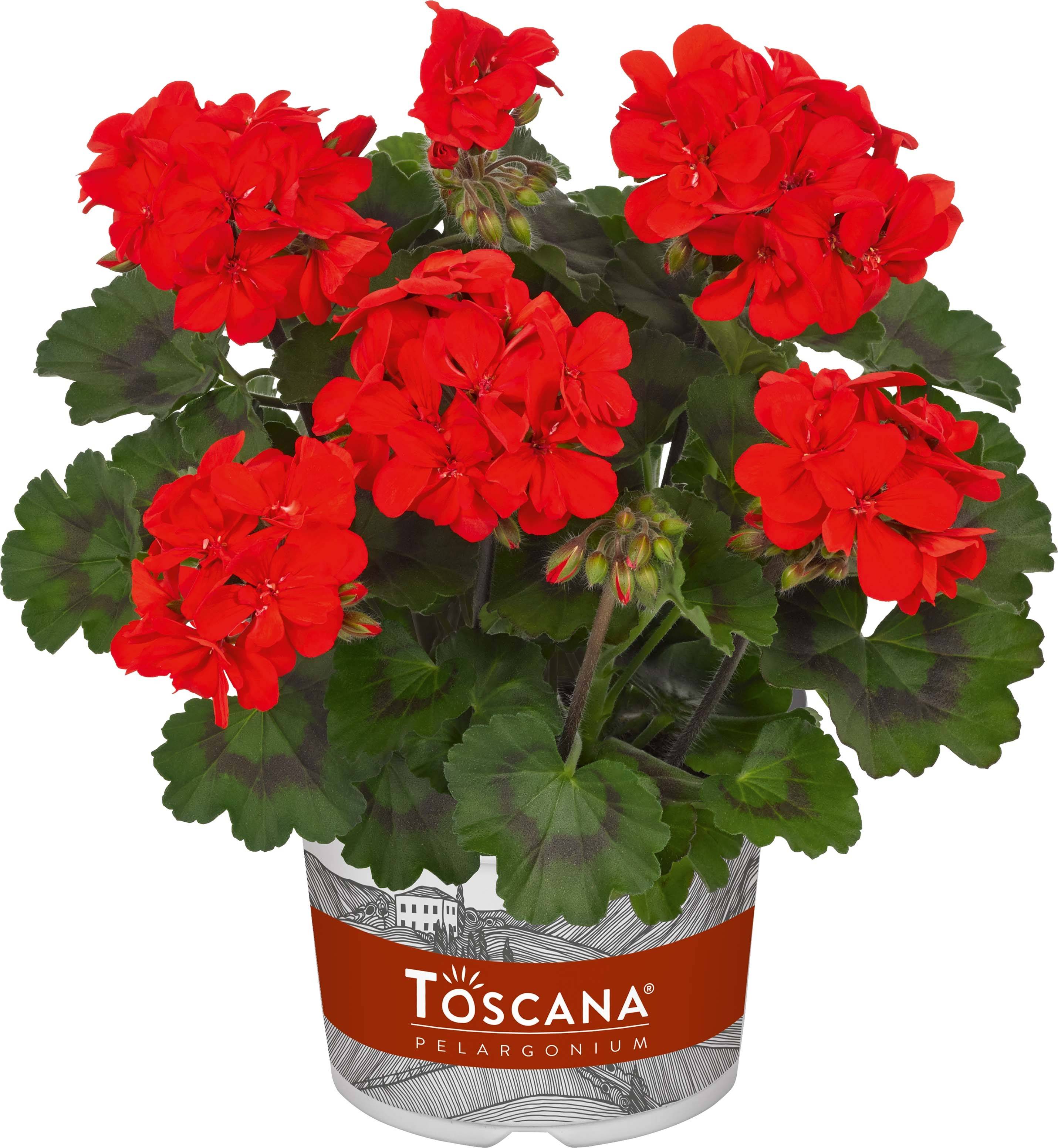 Géranium interspécifique Specials C Alm-Geranie Scarlet Mini-motte 4 cm (par 5)