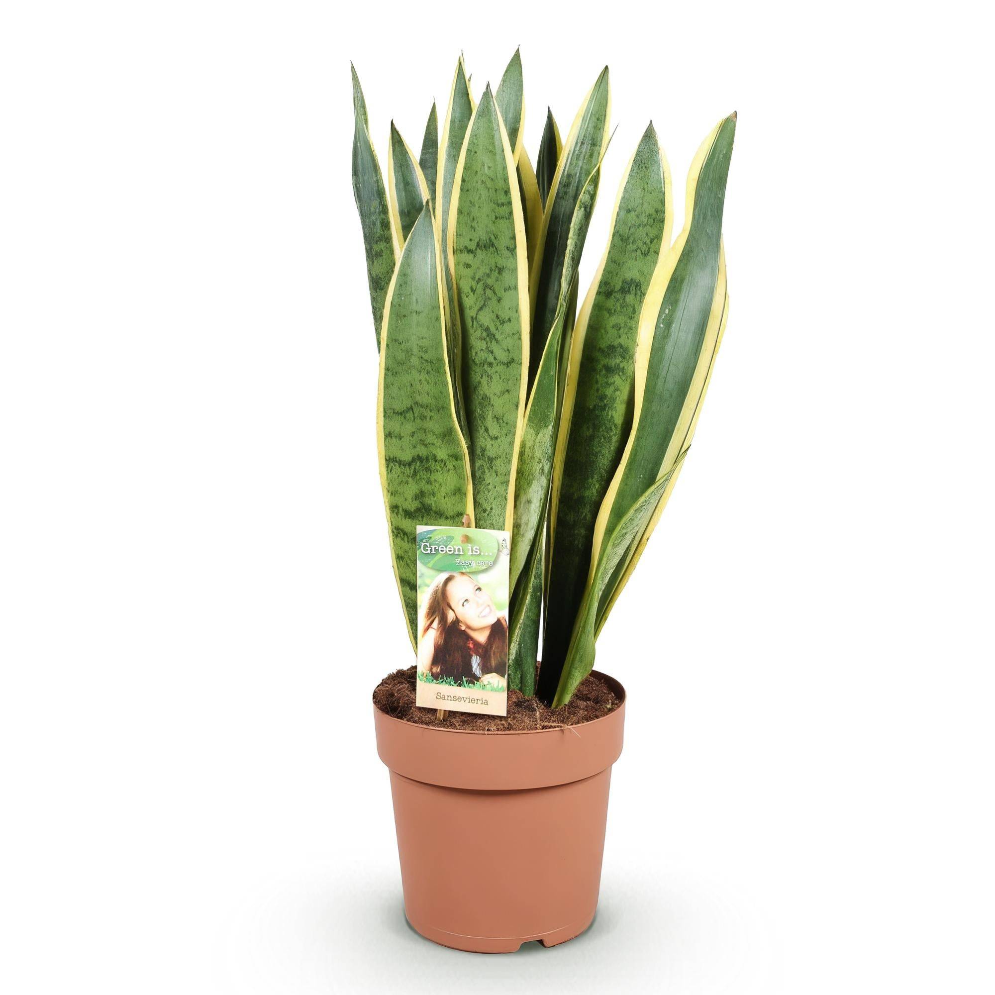 Sansevieria Laurentii - D21 H80cm - Image 3