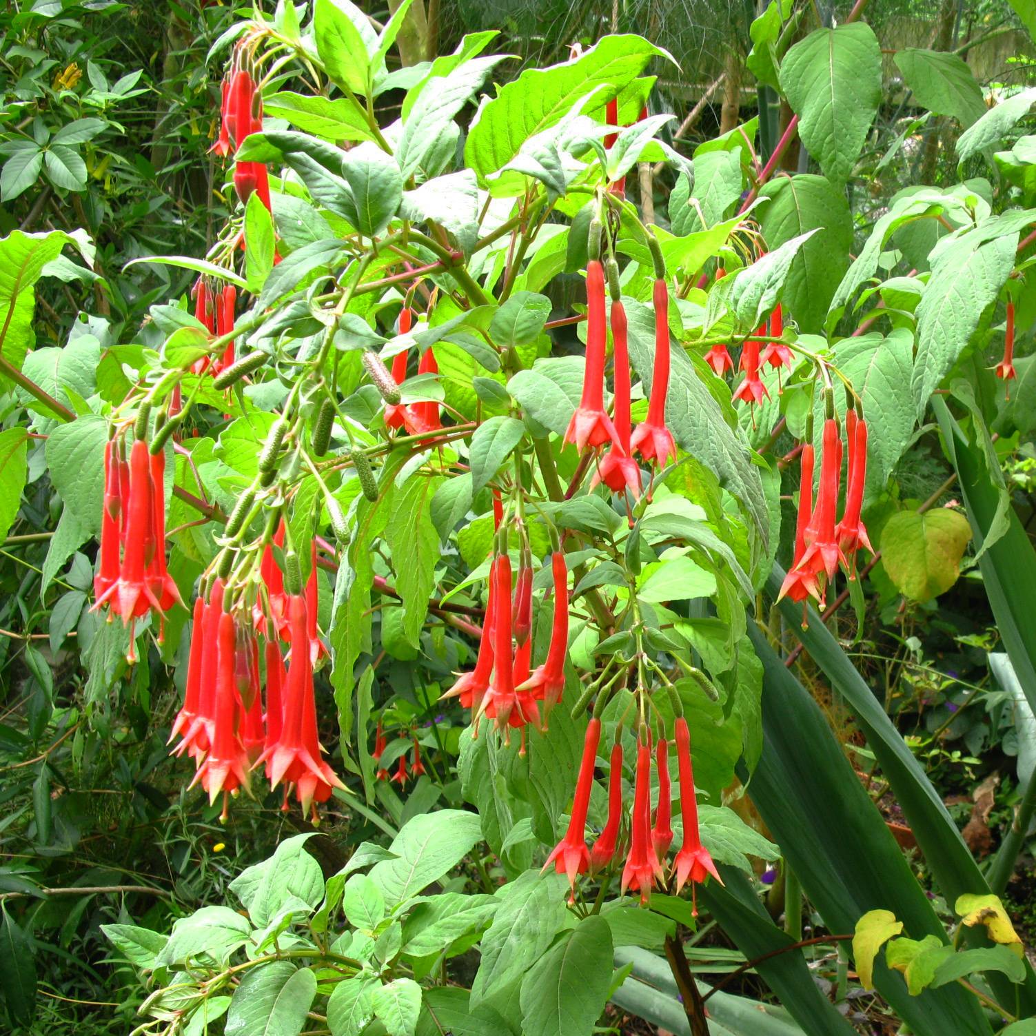 Fuchsia triphylla (Fulgens) - Fuchsia arbustif Godet de 7/8 cm