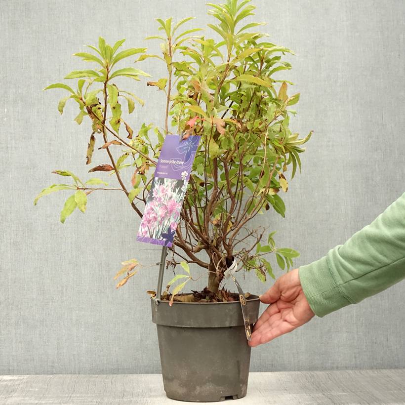 Azalée de Chine Fraseri - Rhododendron  Pot de 4L/5L - Image 2