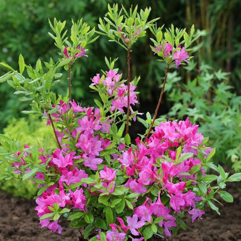 Azalée de Chine Fraseri - Rhododendron  Pot de 4L/5L - Image 1