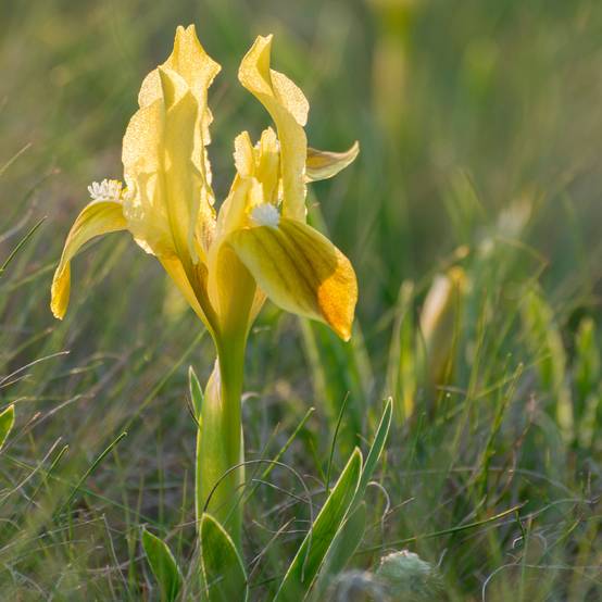 Iris pumila Jaune - Iris nain Godet de 8/9 cm