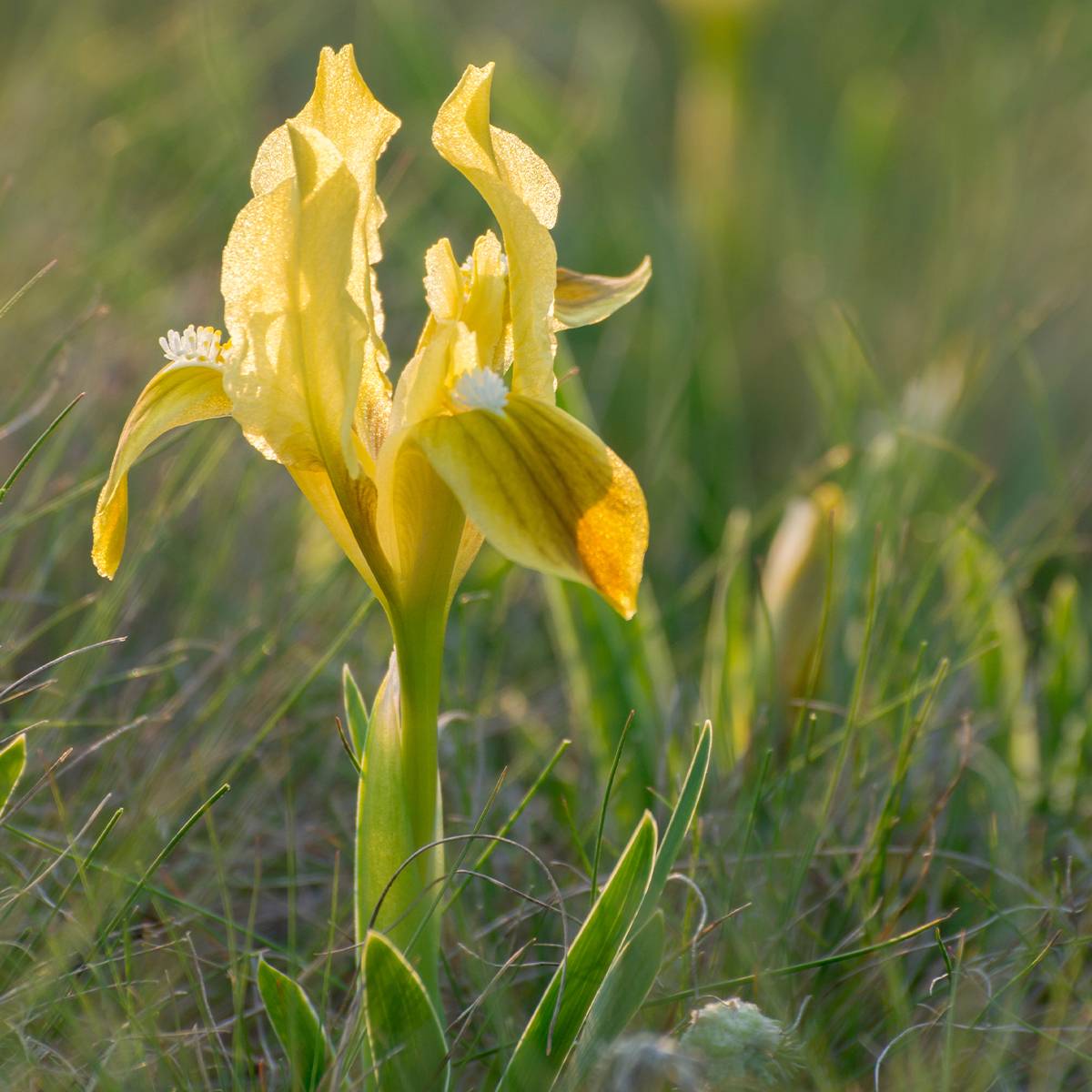 Iris pumila Jaune - Iris nain Godet de 8/9 cm
