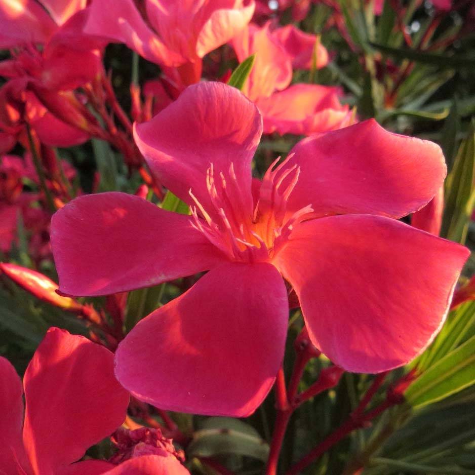 Laurier rose Papa Gambetta - Nerium oleander Pot de 2L/3L, Buisson, Touffe - Image 1