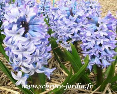 Promesse de Fleurs - Jacinthe Blue star calibre 18+ (par 5)