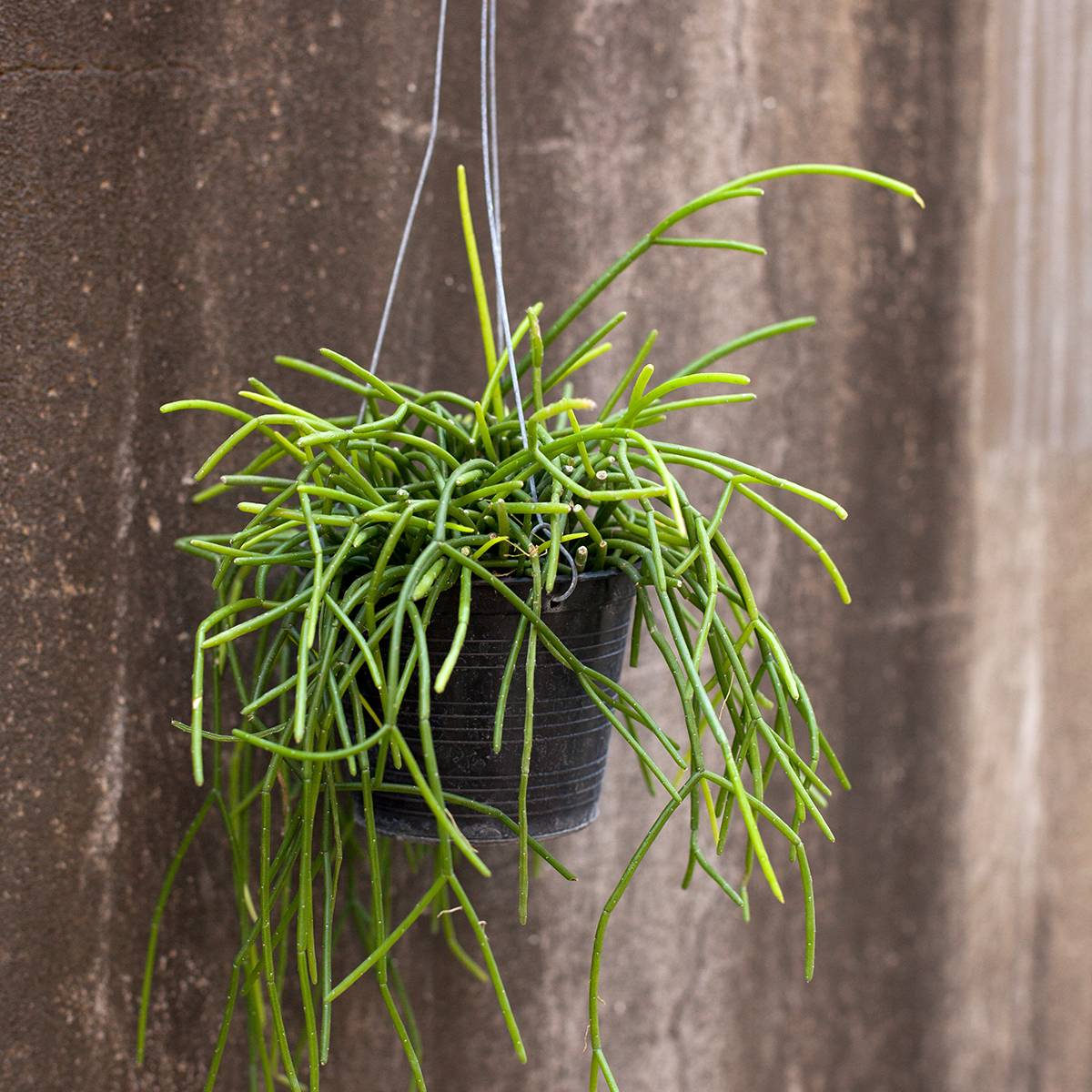 Promesse de Fleurs - Rhipsalis baccifera - Cactus-jonc fructifère Mini-plante