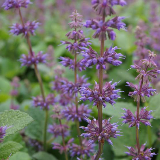 Sauge verticillée - Salvia verticillata Endless Love Godet de 8/9 cm