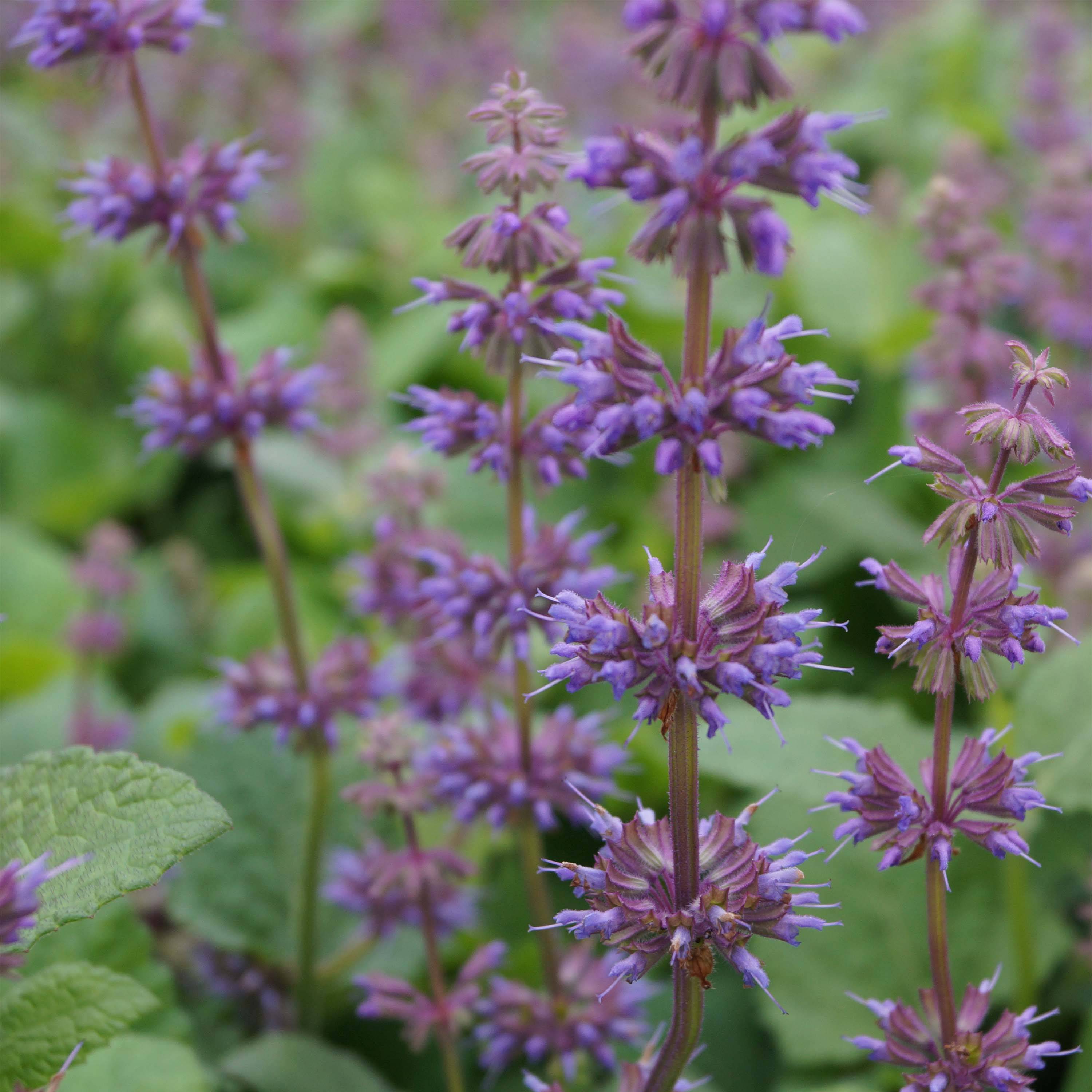 Sauge verticillée - Salvia verticillata Endless Love Godet de 8/9 cm