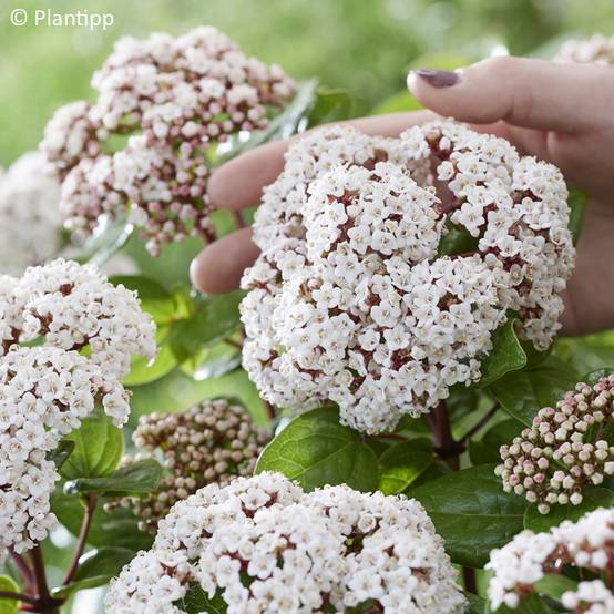 Promesse de Fleurs - Viburnum tinus Rock'n Rolla - Laurier tin Pot de 3L/4L