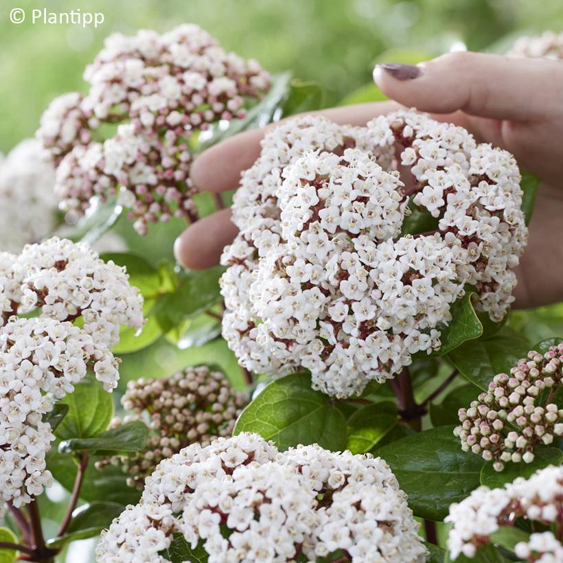 Promesse de Fleurs - Viburnum tinus Rock'n Rolla - Laurier tin Pot de 3L/4L