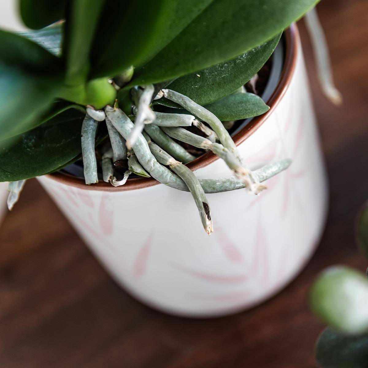 Pot Leaf rose pour orchidées et plantes vertes- La Green Touch - Image 5