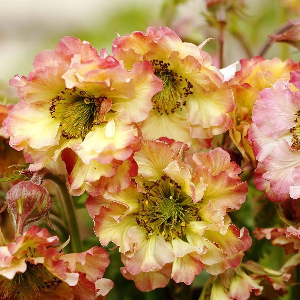 Promesse de Fleurs - Geum Pretticoats Peach - Benoîte Godet de 8/9 cm