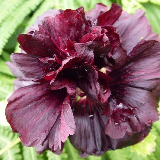 Rose trémière - Alcea rosea Chater's Double pourpre Godet de 8/9 cm