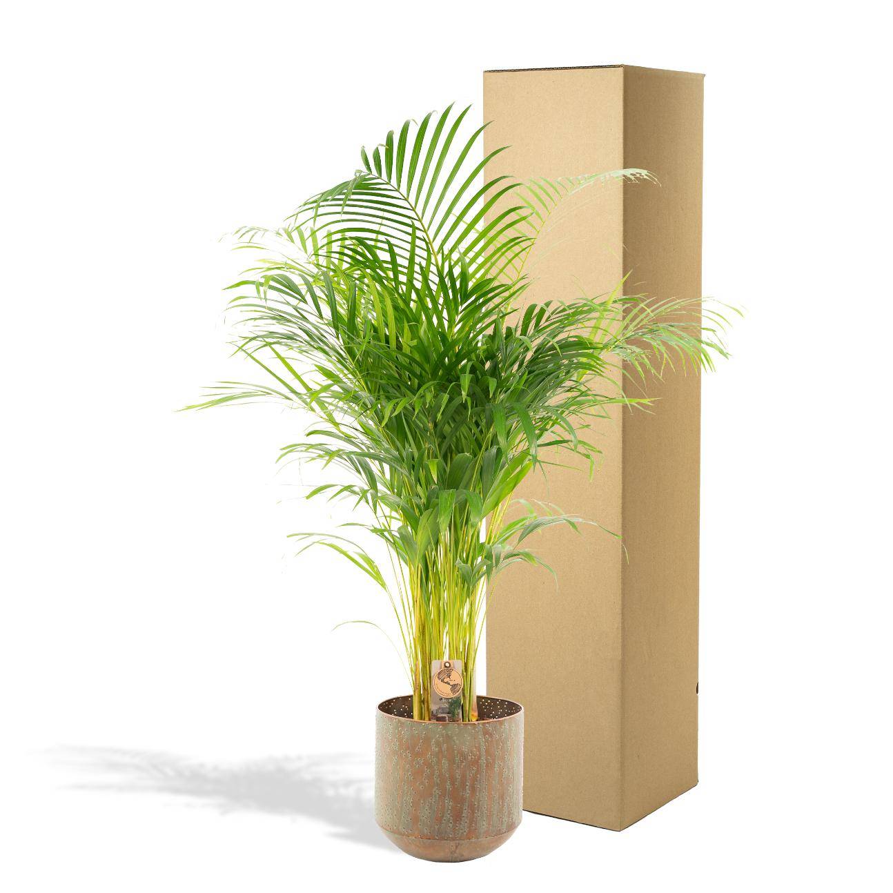 Palmier Areca XL et son cache h130cm 130cm - Plante d'intérieur- La Green Touch - Image 5