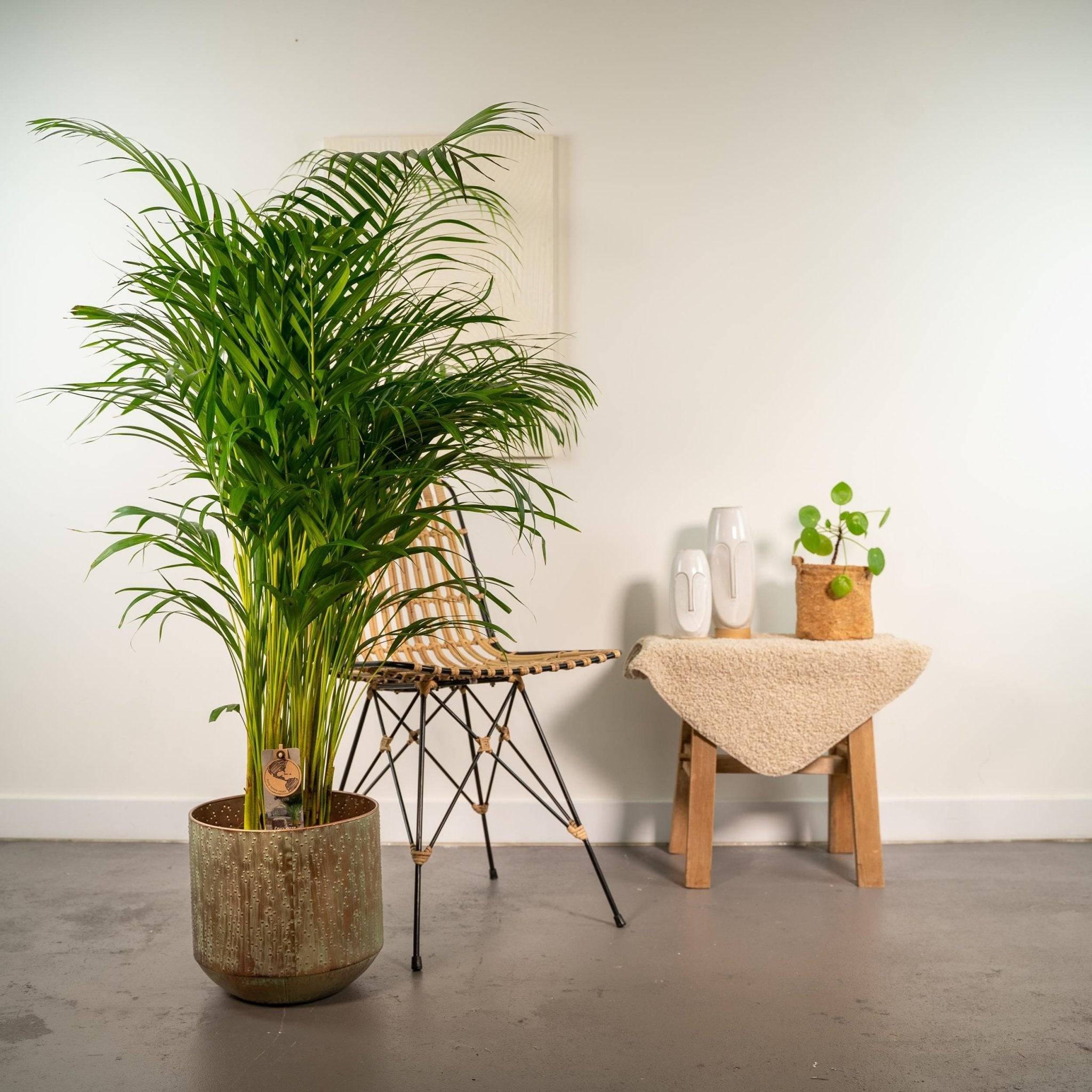 Palmier Areca XL et son cache h130cm 130cm - Plante d'intérieur- La Green Touch - Image 3