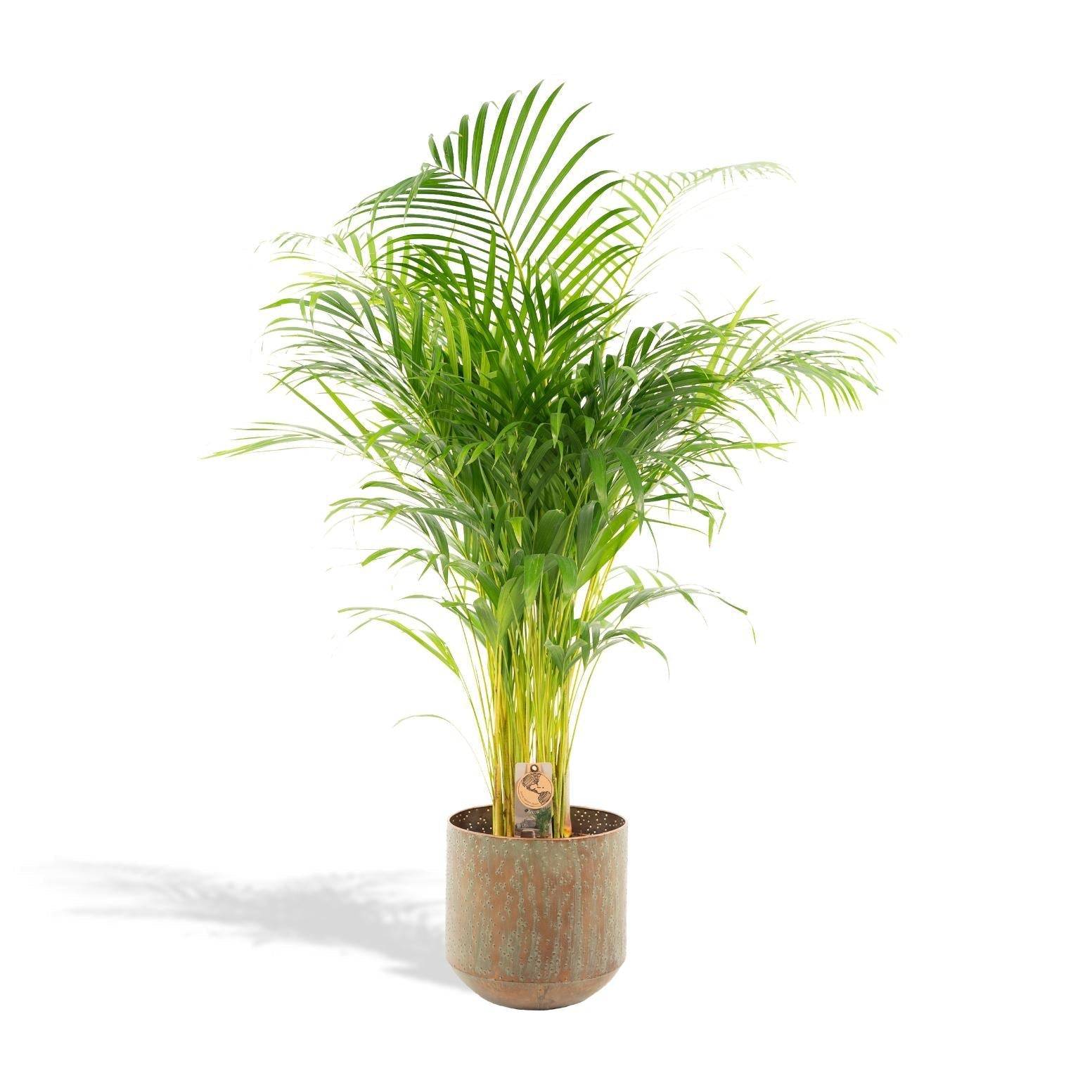 Palmier Areca XL et son cache h130cm 130cm - Plante d'intérieur- La Green Touch - Image 2