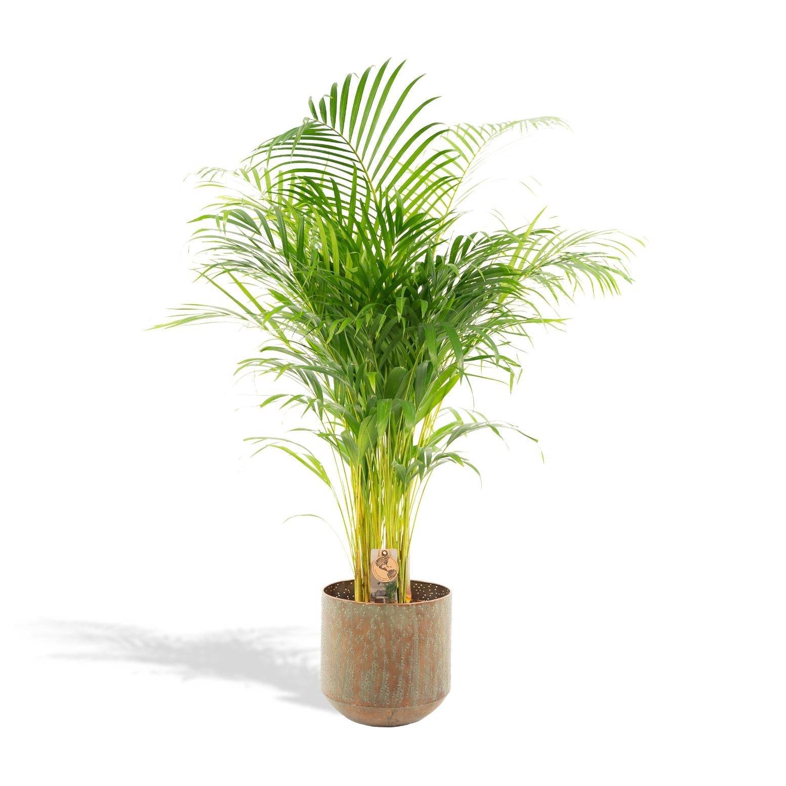 Palmier Areca XL et son cache h130cm 130cm - Plante d'intérieur- La Green Touch - Image 1