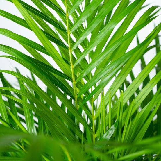 Palmier Areca XL et son cache h130cm 130cm - Plante d'intérieur- La Green Touch - Image 4
