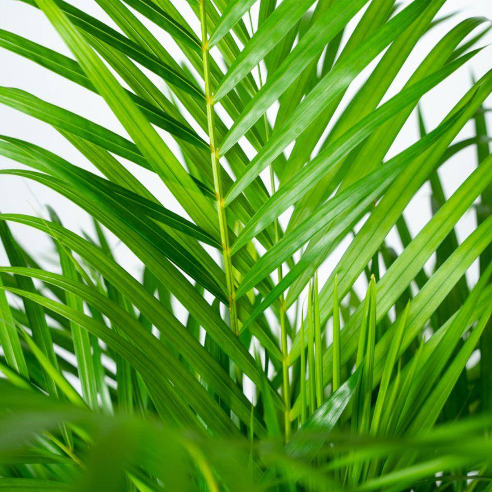 Palmier Areca XL et son cache h130cm 130cm - Plante d'intérieur- La Green Touch - Image 4