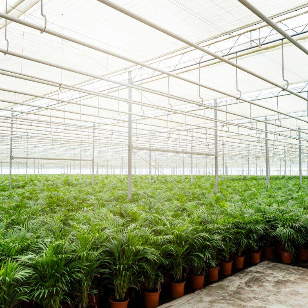 Palmier Areca XL et son cache h130cm 130cm - Plante d'intérieur- La Green Touch - Image 7