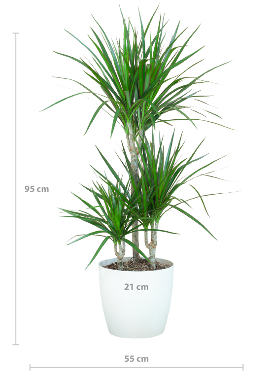 Dracaena Marginata - Pot de 21cm - Blanc - Plantes d'intérieur - Image 2