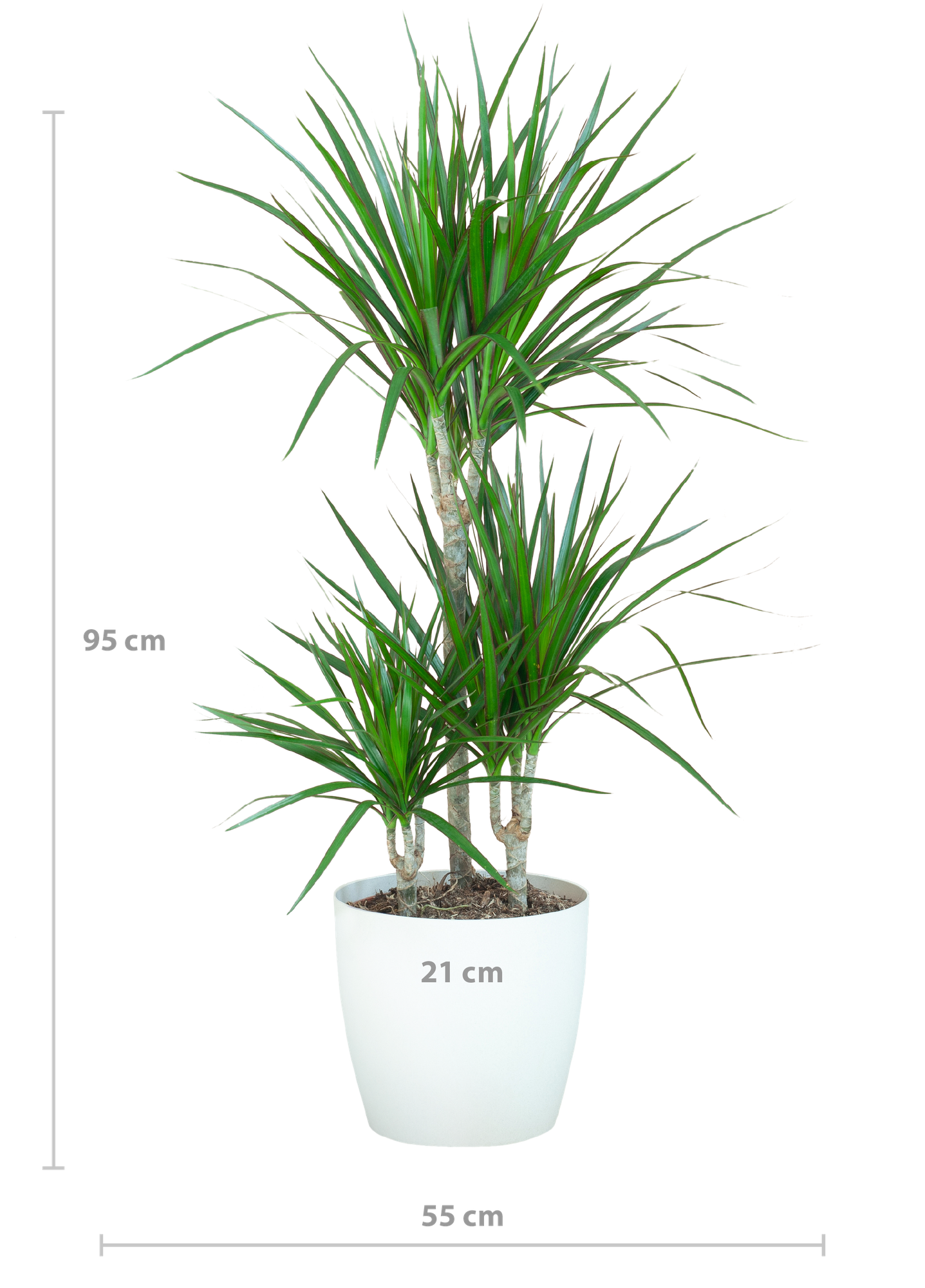 Dracaena Marginata - Pot de 21cm - Blanc - Plantes d'intérieur - Image 2